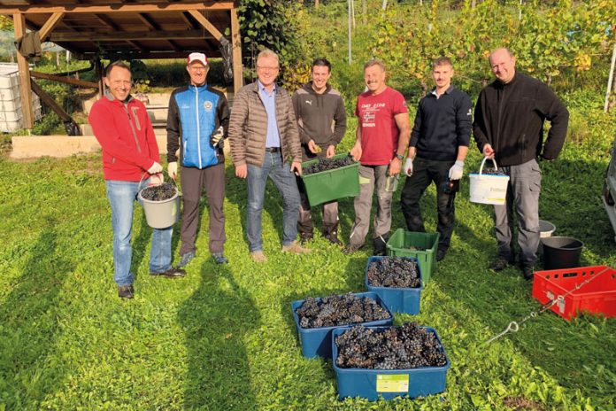 Bei einer Web-Versteigerung waren die Fina-Weine binnen kurzem ausverkauft (Foto unten). Am Bild von links Jürgen Klaus, Leo Pöschl, Bürgermeister Ing. Reinhard Antolitsch, Patrick Fina, Hans Abuja, Christian Abuja und Alberto-Daniel Di Lorita während der Weinlese am Thurnberg.Foto: Marktgemeinde Arnoldstein