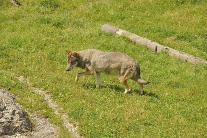 Die Wölfe wandern aus Italien und Slowenien ein. Der Druck auf die Kärntner Almen steigt. Herdenschutzmaßnahmen erscheinen als nicht durchführbar.Foto: Land Kärnten, Arge NATURSCHUTZ