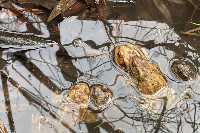 Im Vergleich zu Hirsch, Reh und Co. haben die Amphibien keine Lobby. Zum Schämen: In Wernberg versagt der offizielle Naturschutz total.