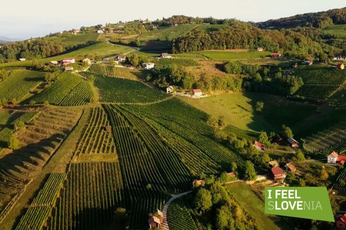Die hügelig sanfte Region und das Weinbaugebiet Posavje eignen sich ideal zum Energietanken und Genießen erlesener Weinsorten. Foto: AKLIH