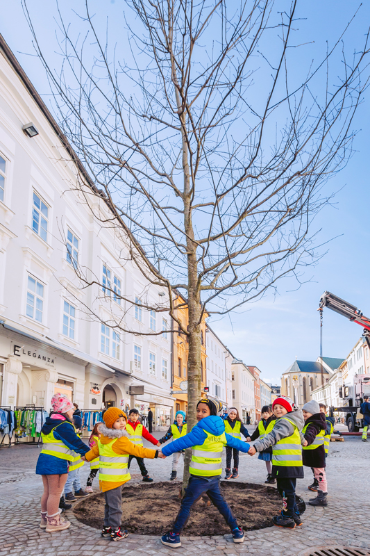 Die erste Schwammstadt-Scharlach-Eiche, ein Patenbaum, steht bereits seit dem Vorjahr auf dem Hauptlatz.Foto: Marta Gillner