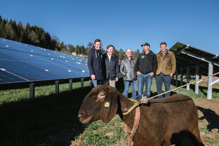 Schaf „Sunny“ grast ab sofort in Zauchen. Am Foto von links: Julian Schweighofer (Projekt- und Bauleitung), Bürgermeister Günther Albel, Stadtrat Harald Sobe, „Shoaf Bauer“ Thomas Koch und Michael Siter von der „Task Force PV“ der Stadt Villach. Foto: Stadt Villach/Karin Wernig
